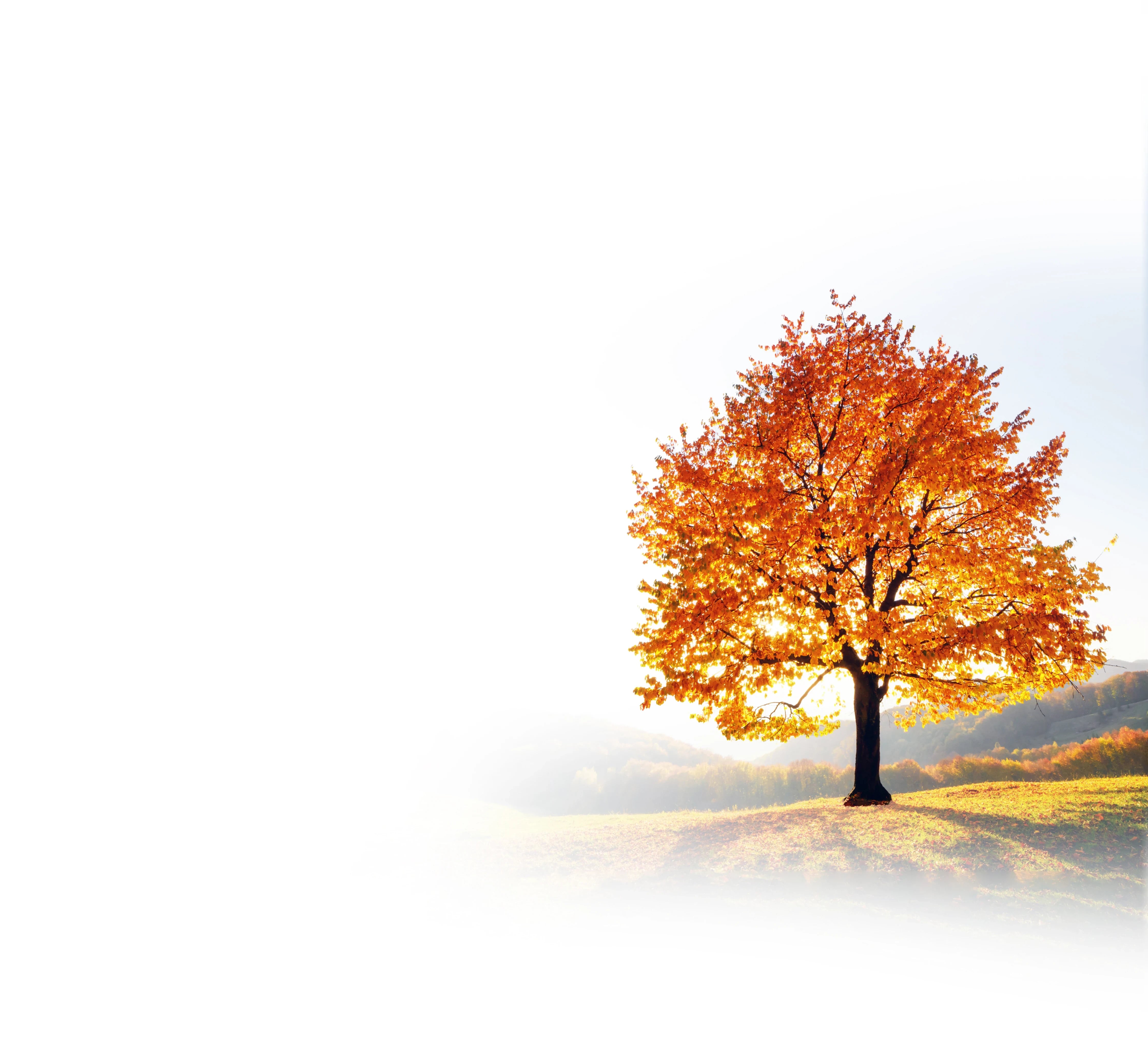 A lone golden autumn tree on a sunlit hillside
