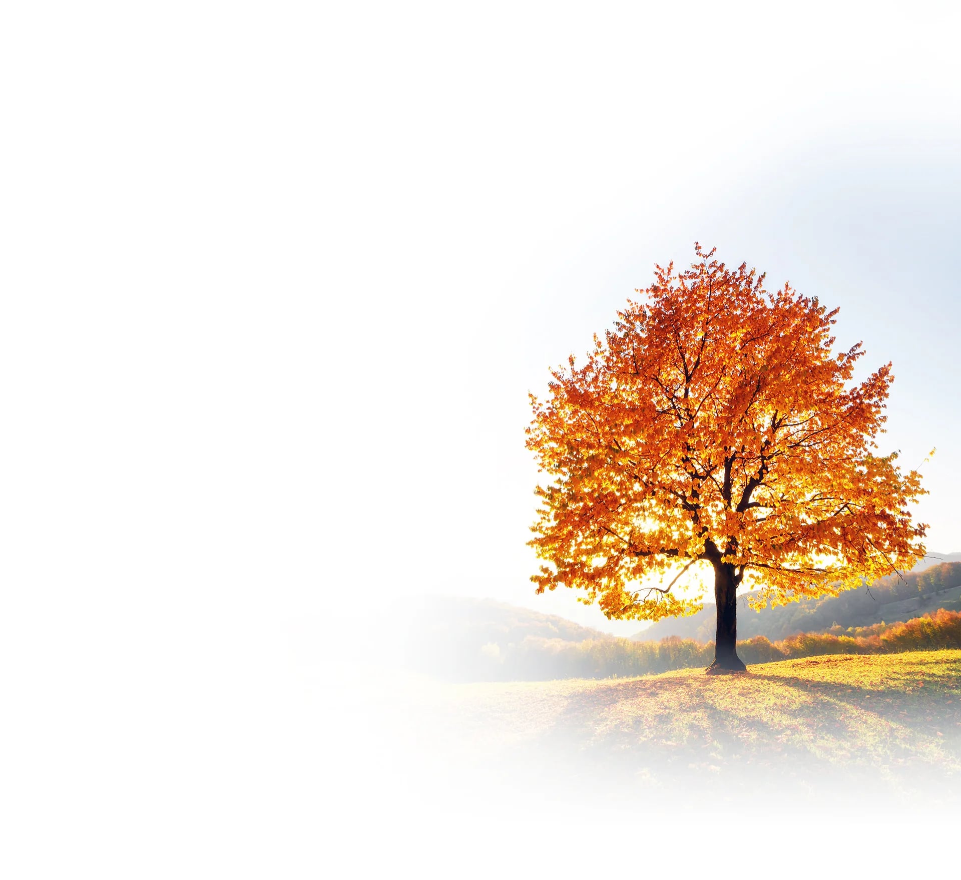 A lone golden autumn tree on a sunlit hillside